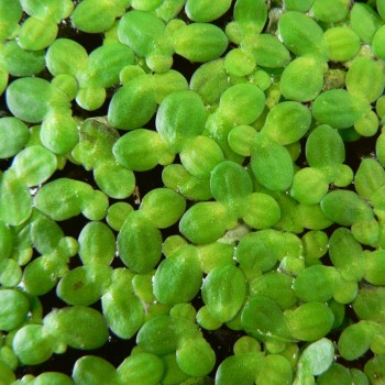 Lemna minor - pianta galleggiante per acquari e laghetti...