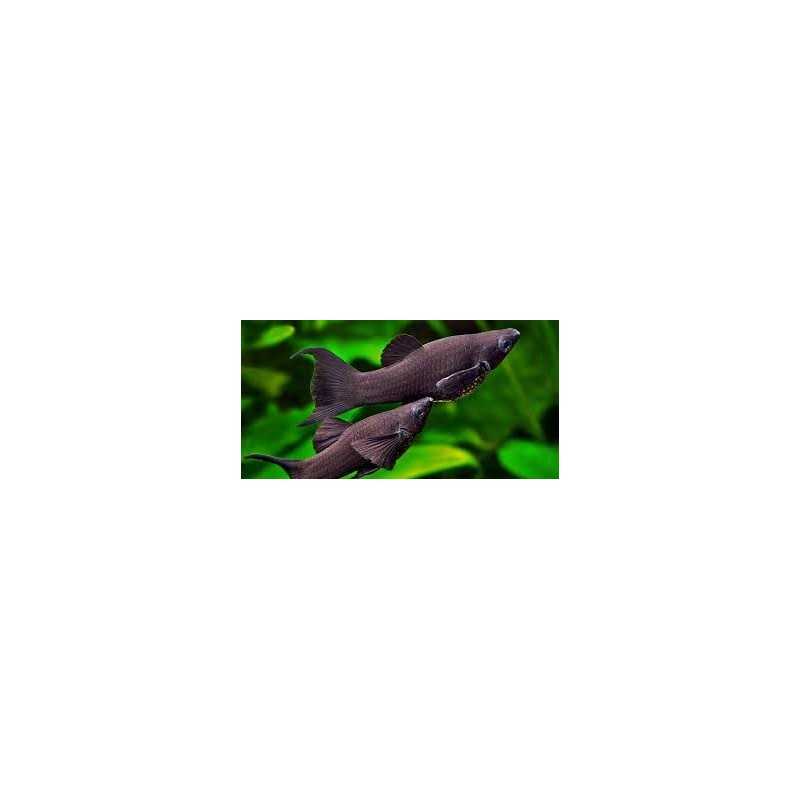 Black Molly Lyratail 