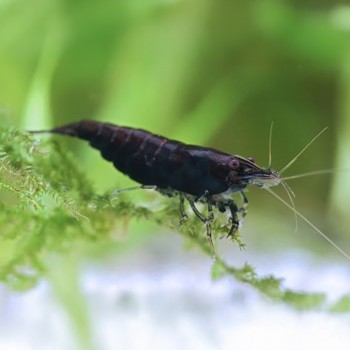 Neocaridina davidi Black Kingkong 2