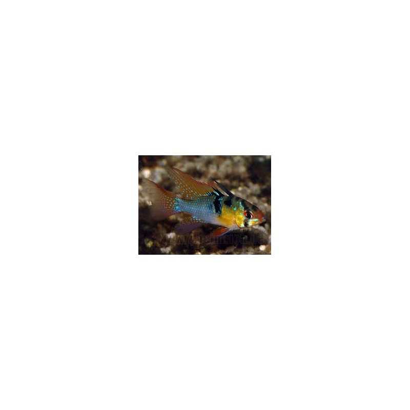 Mikrogeophagus ramirezi 