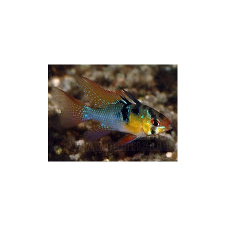 Mikrogeophagus ramirezi 