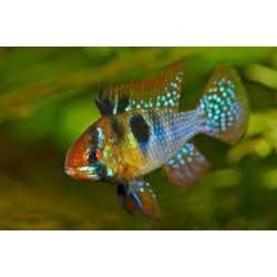 Mikrogeophagus ramirezi 