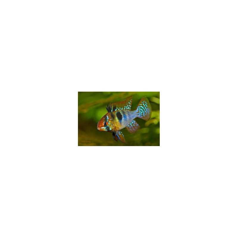 Mikrogeophagus ramirezi