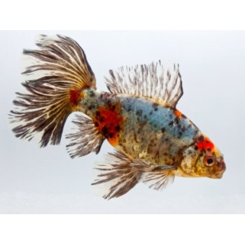 Oranda Bristol Shubunkin 8-9 cm - Carassius Auratus - Red...