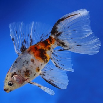 Bristol Shubunkin 8-9 cm - Carassius Auratus - Pesce Rosso 2