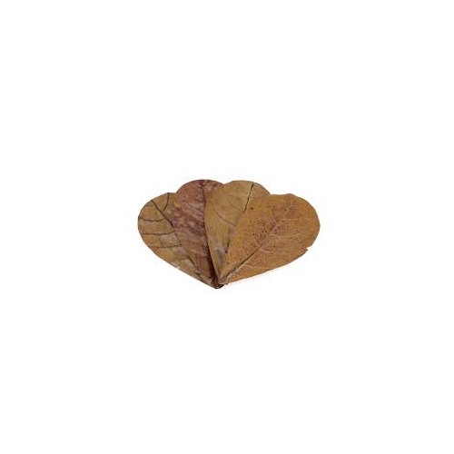 Seachem Feuilles SM Catappa - 12 feuilles de...