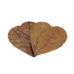 Seachem Feuilles SM Catappa - 12 feuilles de cappa - tanins naturels pour Betta et crevettes