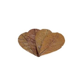 Seachem Catappa laisse MD - 12 feuilles de cappa - tanins... 2