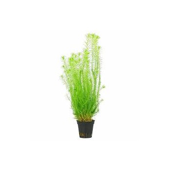 Mayaca fluvatilis in jar - Tropica
