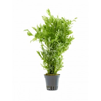Hygrophila odora 'difformis' in vasetto - Tropica