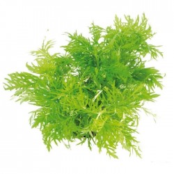HYGROPHILA ODORA 'DISPORMIS' in jar - Tropica