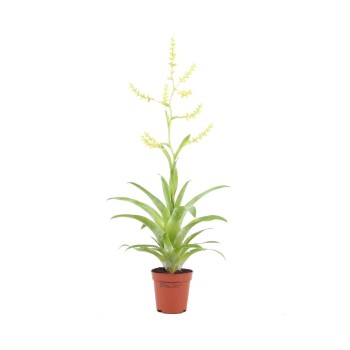 Catopsie morrienne à Jar - Plante du terrarium - Aquaflora