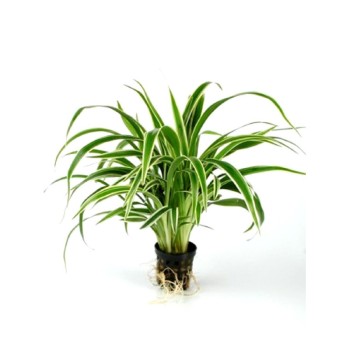 Chlorophytum bichetii in vasetto - Pianta per Terrario -...
