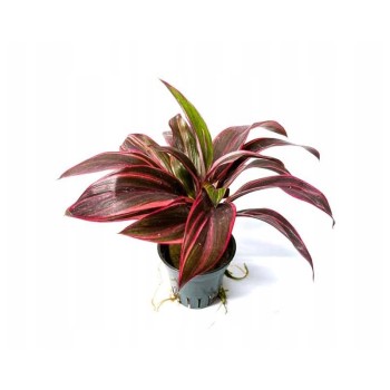 Cordyline 'Red Edge' in vasetto - Pianta per Terrario -...
