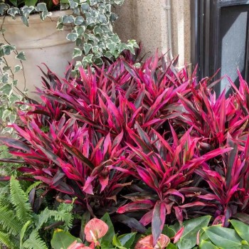 Cordyline 'Red Edge' in vasetto - Pianta per Terrario -... 2