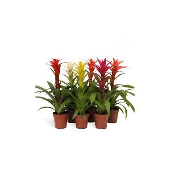 Guzmania Mix in jar - Terrarium plant - Aquaflora