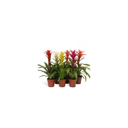 Guzmania mix in vasetto - Pianta per Terrario -...