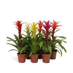 Guzmania mix in vasetto - Pianta per Terrario - Aquaflora