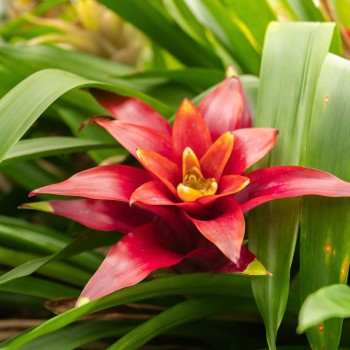 Guzmania Mix in jar - Terrarium plant - Aquaflora 2