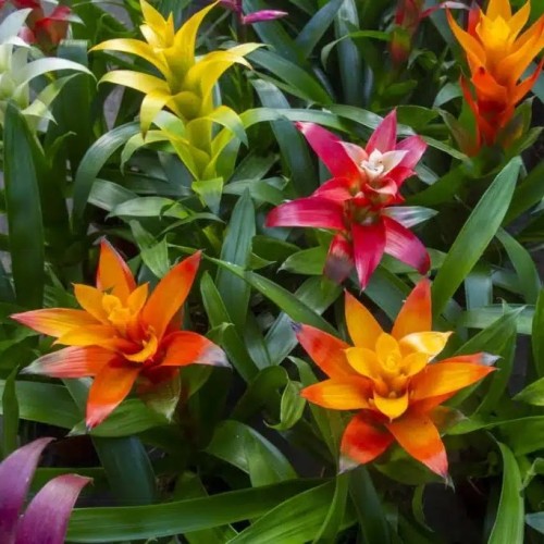 Guzmania mix in vasetto - Pianta per Terrario -...