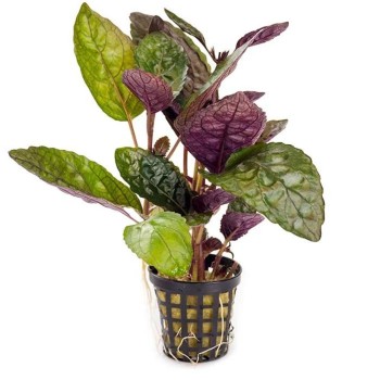 Hemigraphis colorata in vasetto - Pianta per Terrario -...
