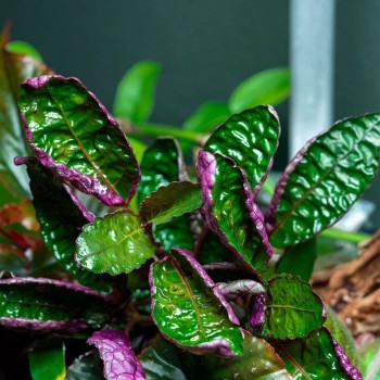 Hémigraphie colorée dans le pot - plante du terrarium -... 2