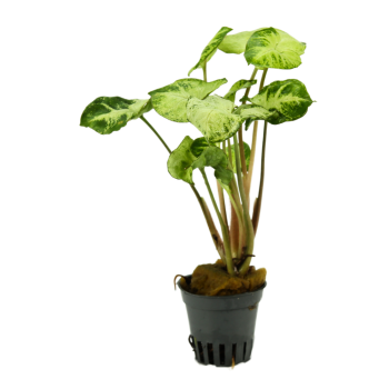 Syngonium pixie in vasetto - Pianta per Terrario - Aquaflora