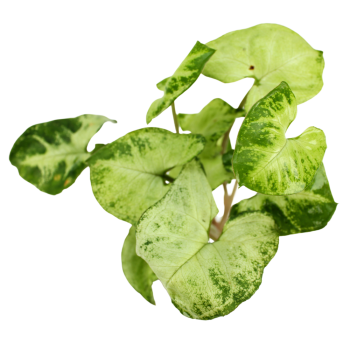 Syngonium pixie in vasetto - Pianta per Terrario - Aquaflora 2