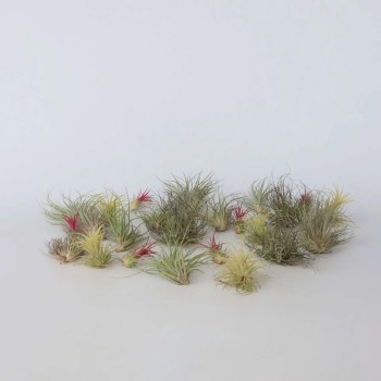 Tillandsia (Bromelia) Mix in jar - Terrarium plant -... 2