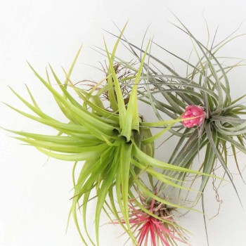 Tillandsia (Bromelia) mix in vasetto - Pianta per...