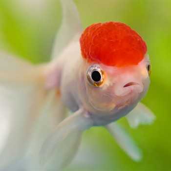 Oranda Testa di Leone Red Cap (Testa Rossa) 6-8 cm -...