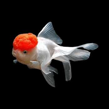 Oranda Lion tête rouge Casquette (tête rouge) 6-8 cm -... 2
