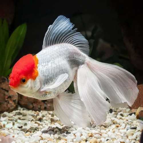 Oranda Lion Head Red Cap (Red Head) 6-8 cm -...
