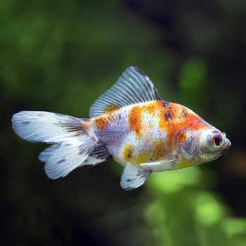 Oranda Calico 8-10 cm - Orifiamma Calico - Carassius...