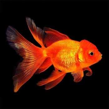 Oranda Testa di Leone Rosso 6-7 cm - Red Oranda -...