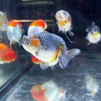 Oranda Ranchu Kirin 9-10 cm – Carassius Auratus - Pesce...