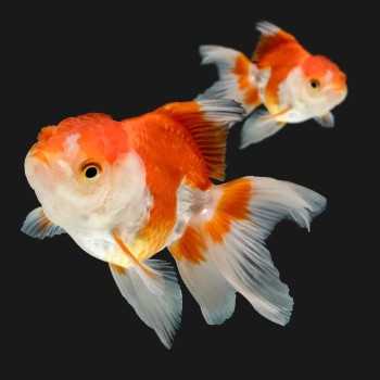 Red Biano Oranda 6-7 cm - Carassius Auratus - Red Fish