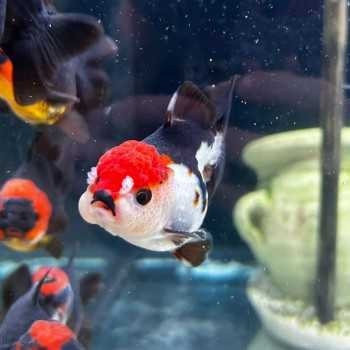 Oranda Lion Head Tricolor-Panda 9-10 cm - Carassius...