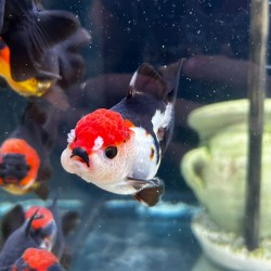 Oranda Testa di Leone Tricolor-Panda 9-10 cm - Carassius Auratus - Pesce Rosso