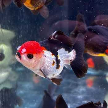 Oranda Lion Head Tricolor-Panda 9-10 cm - Carassius... 2