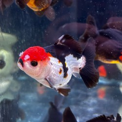 Oranda Lion Head Tricolor-Panda 9-10 cm - Carassius Auratus - Poisson rouge