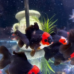 Oranda Testa di Leone Tricolor-Panda 9-10 cm - Carassius Auratus - Pesce Rosso