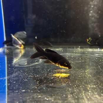 Pesce Carpato Cometa Nero 6-7 cm - Pesce Rosso di colore nero