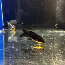 Oranda Comet Black 6-7cm - Black Fish Black