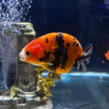 Oranda Ranchu Calico / Tigre rouge 9-10 cm - Orifiamma...