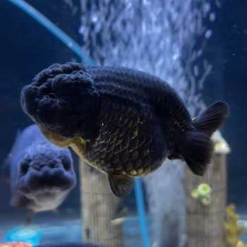 Oranda Ranchu Black 9-10 cm - Carassius Auratus - Red Fish
