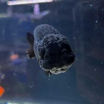 Oranda Ranchu Noir 9-10 cm - Carassius Auratus - Poisson... 2
