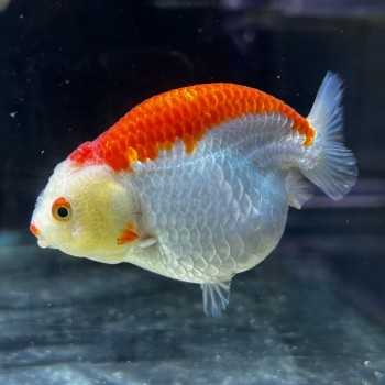 Oranda Ranchu Red White 9-10 cm - Carassius Auratus - Red...