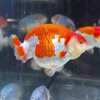 Oranda ranchu rouge blanc 9-10 cm - Carassius Auratus -... 2