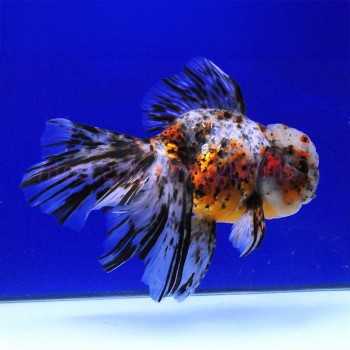Oranda Testa di Leone Calico 7-10cm - Carassius auratus -...